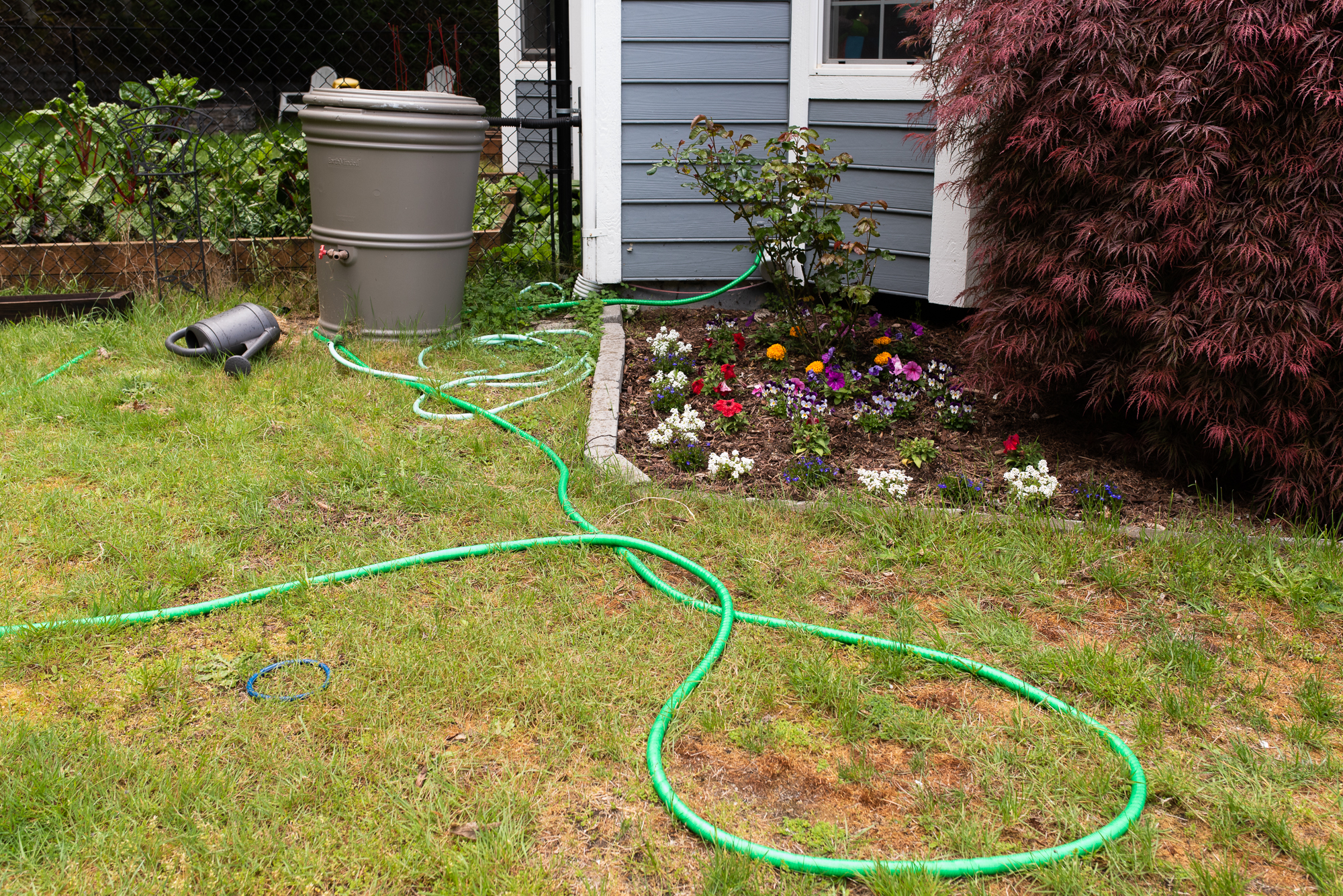 garden hose in front yard